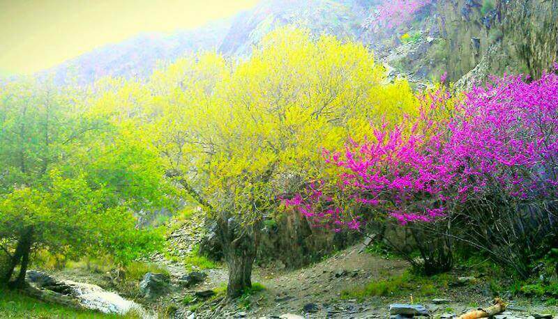 تصویر دره ارغوان واقع در مشهد