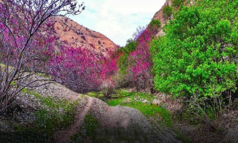 تصویری از دست ارغوان در مشهد