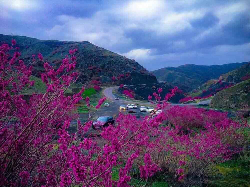 تصویر دشت ارغوان