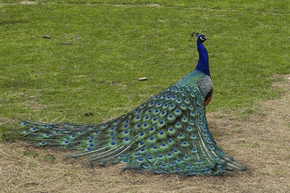 تصویر طاوس در باغ پرنده شیراز 