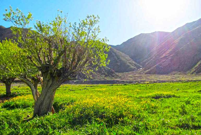 تصویر دشت هویج در نزدیکی تهران