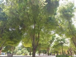 تصویر پارک رضوی شیراز