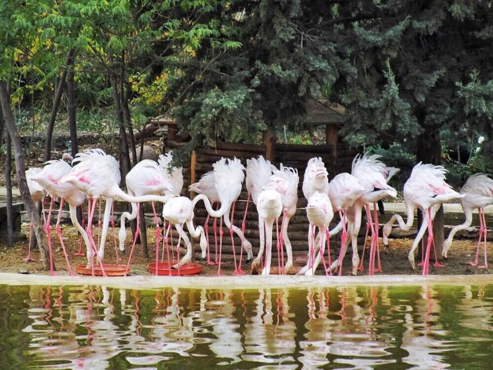 تصویر فلامینگو در باغ پرندگان 