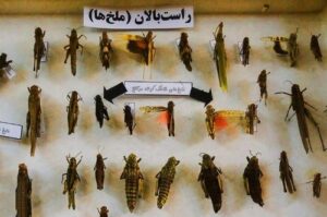 تصویری از موزه حشرات هایک میرزایانس تهران